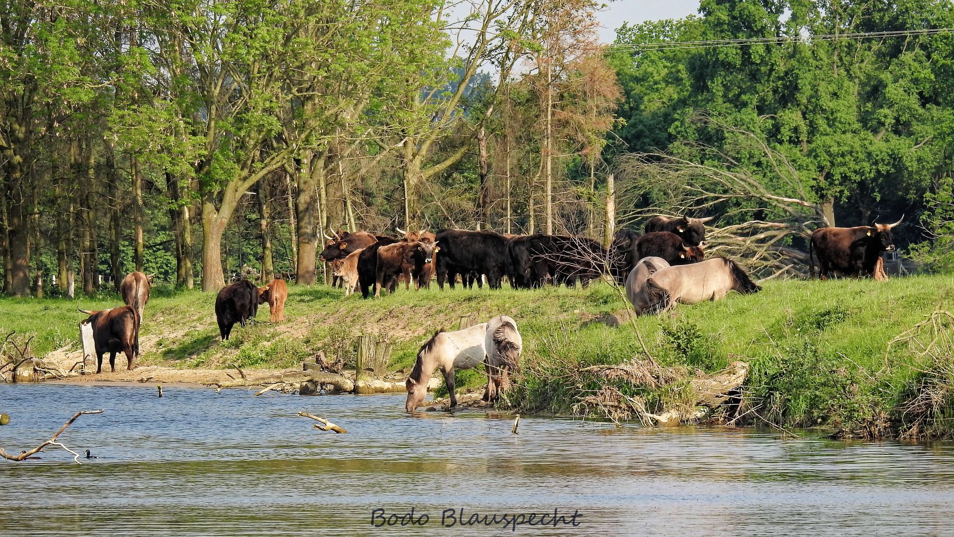Landschaft   Tiere   Steveraue   2016.05.12 19.15 02 HQ